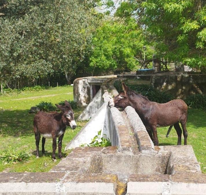 Monte Do Serrado De Baixo Évora Eksteriør bilde
