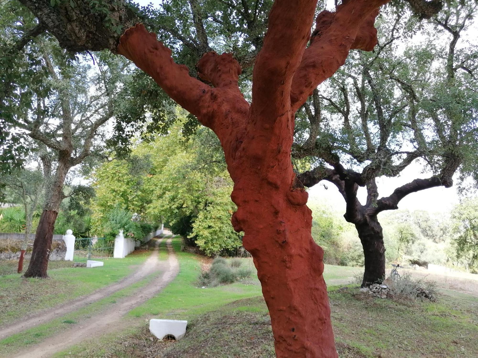 Monte Do Serrado De Baixo Évora Eksteriør bilde